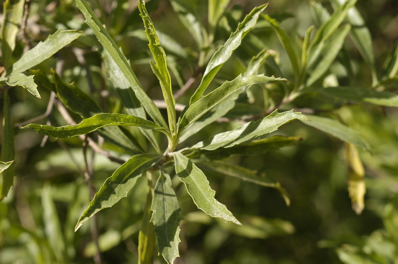 Chilca | Aves Argentinas