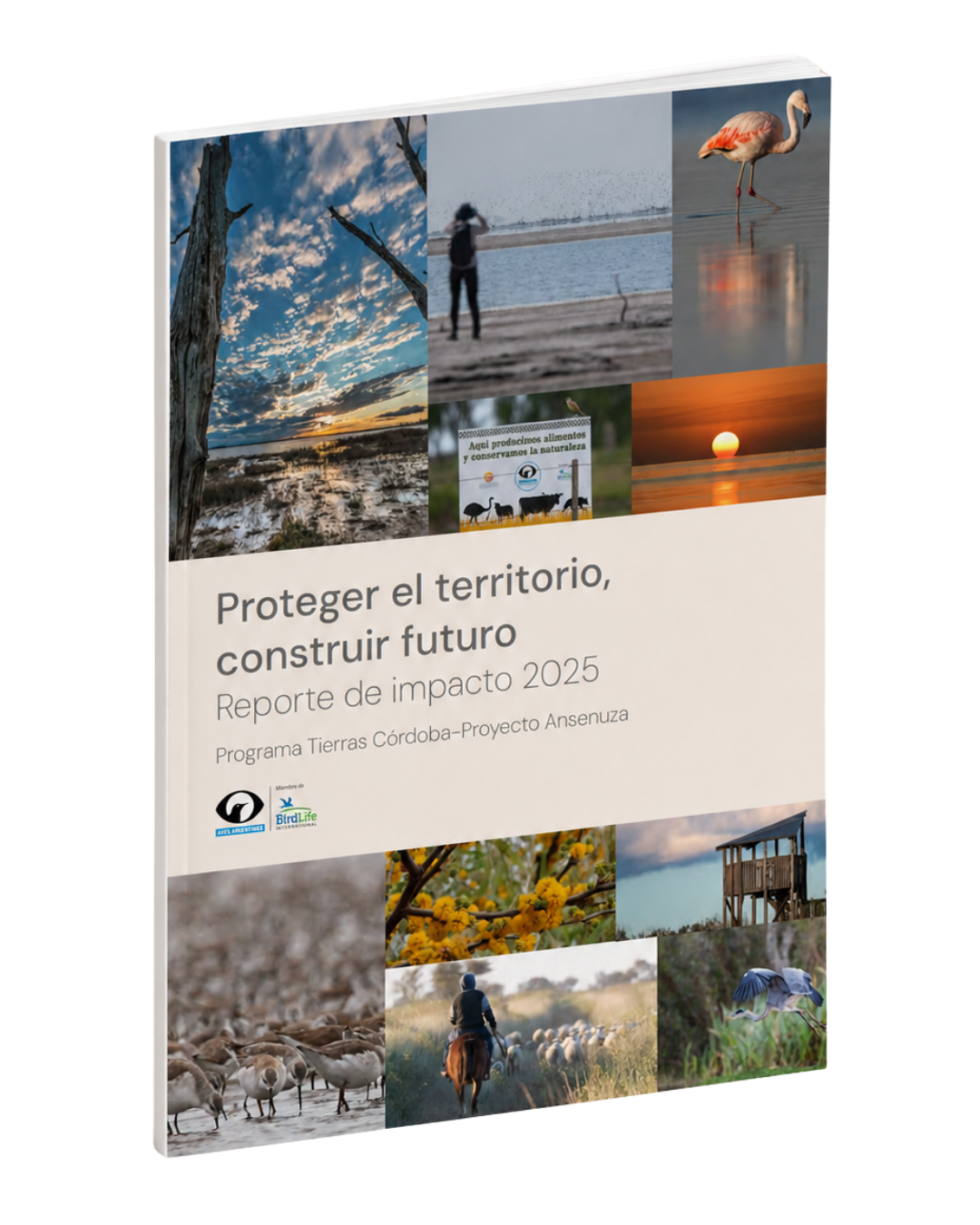 Reporte de impacto 2025