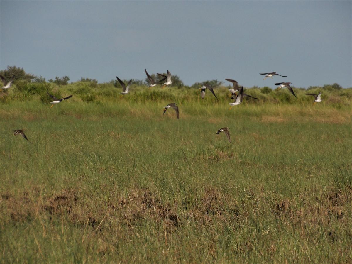 Censo Rinco-Morteros (5)_0.JPG