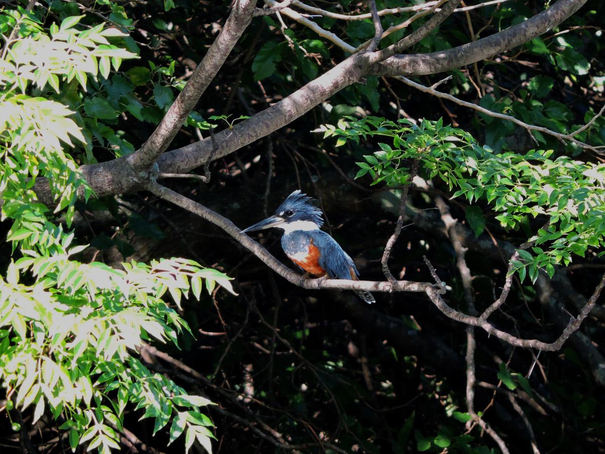 Martin pescador 1.jpg