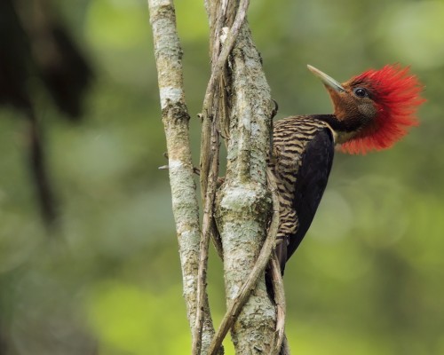 © Martjan Lammertink