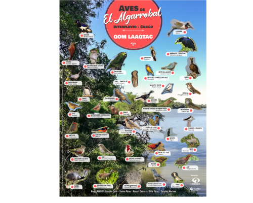 listado de aves