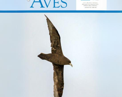 ave volando