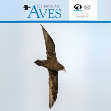 ave volando