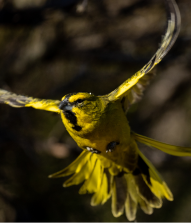 cardenal amarillo