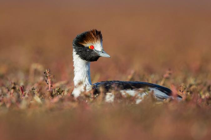 Convocatoria Proyecto Macá Tobiano y Programa Patagonia