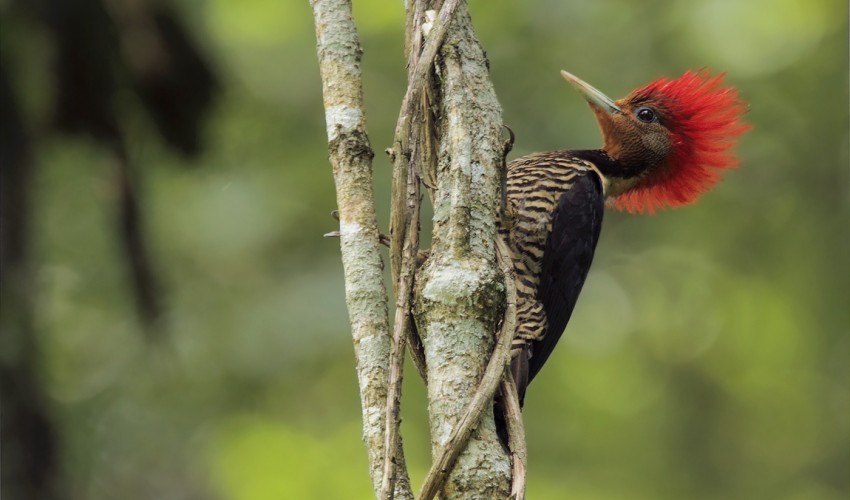 © Martjan Lammertink