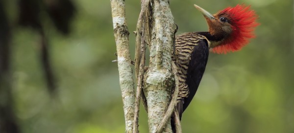 © Martjan Lammertink